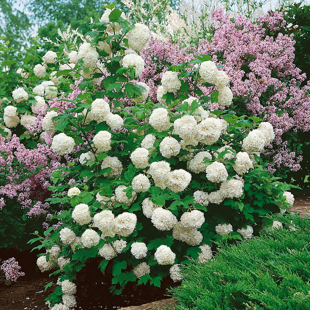 Chinese Snowball Viburnum (2.5 Gallon) White Blooming Deciduous Shrub - Full Sun Live Outdoor Plant