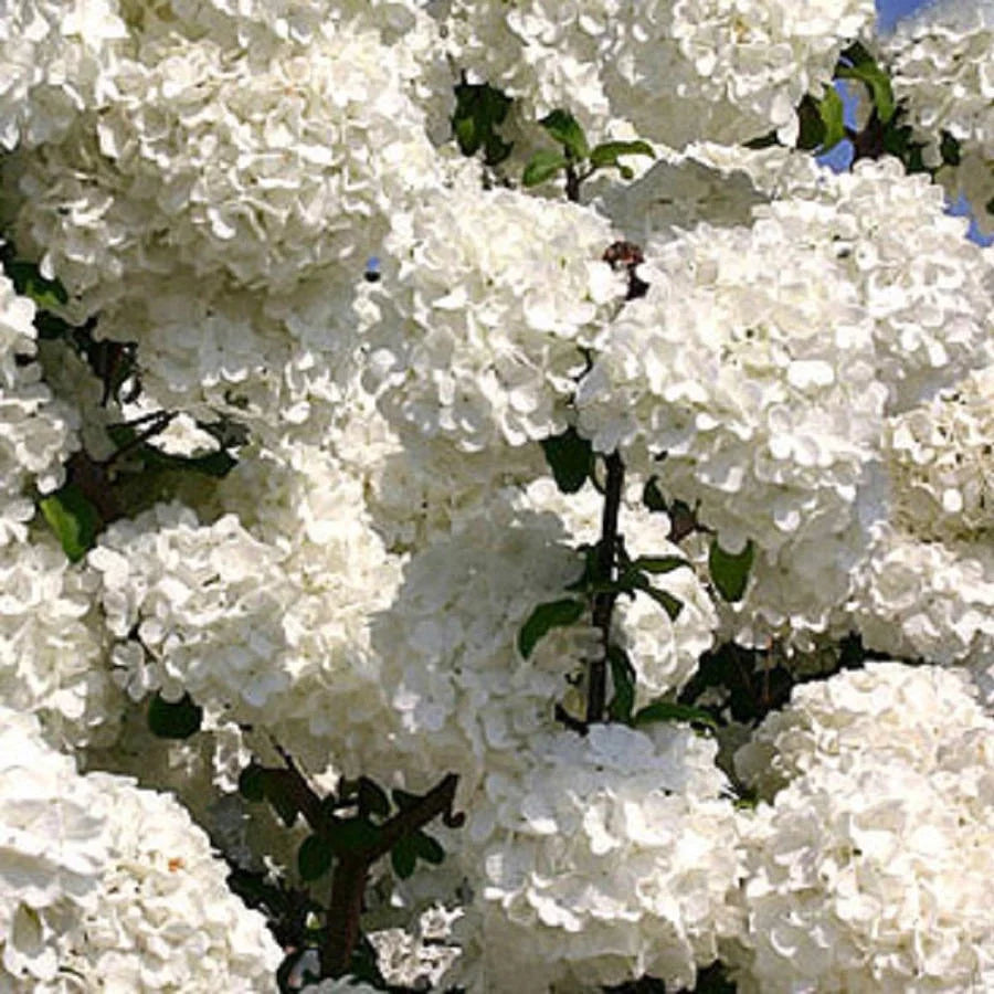 Chinese Snowball Viburnum (2.5 Gallon) White Blooming Deciduous Shrub - Full Sun Live Outdoor Plant
